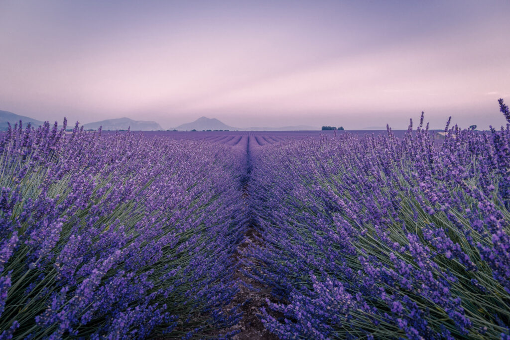 Blick durch ein Feld voller blühenden Lavendel.