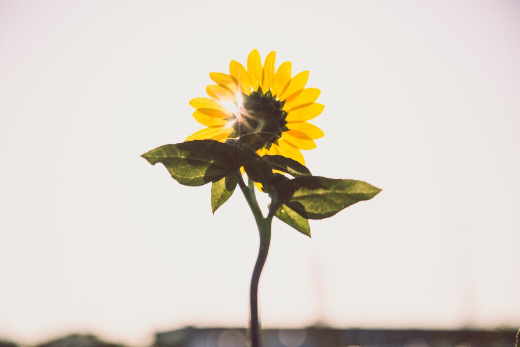 Bild einer Sonnenblume.
